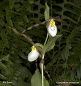 Cypripedium tibeticum
